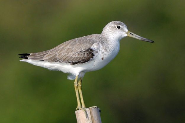 nordmanns_greenshank30