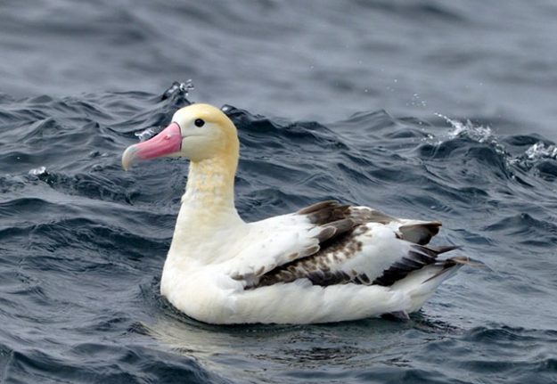 page5-stabalaak12894