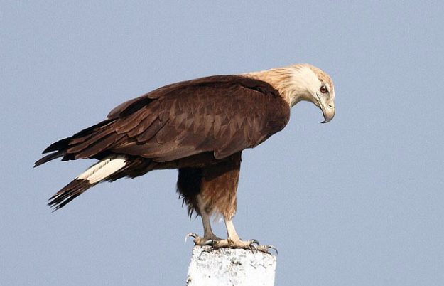 pallassfisheaglenalabanjan202013_2876