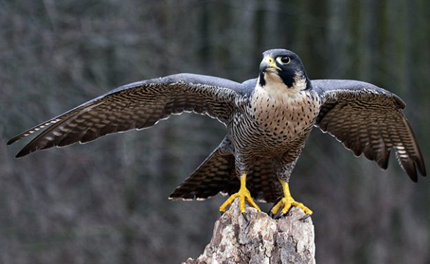 peregrine-falcon-wings-extended
