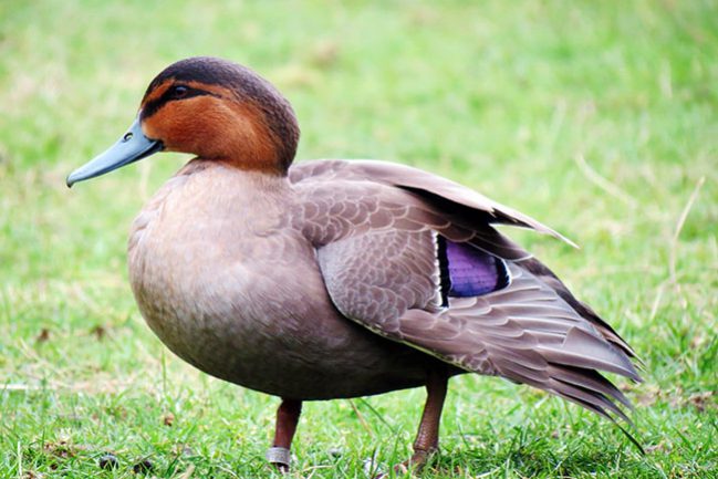 philippine_duck__anas_luzonica__by_spacetimecoyote-d5wej3e