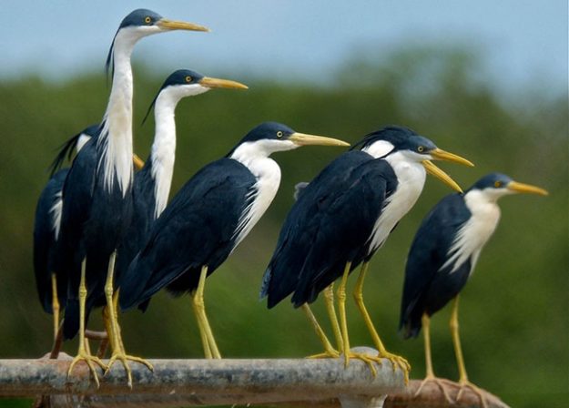 piehern_bh_1050541_big