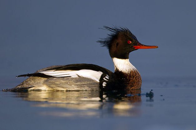 Red-breasted Merganser drake swimming in icy water
