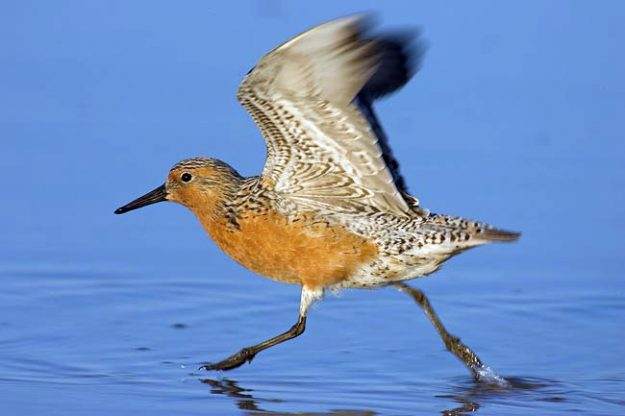 red-knot-br-plum-running-DeSoto-FL-_H2D8365