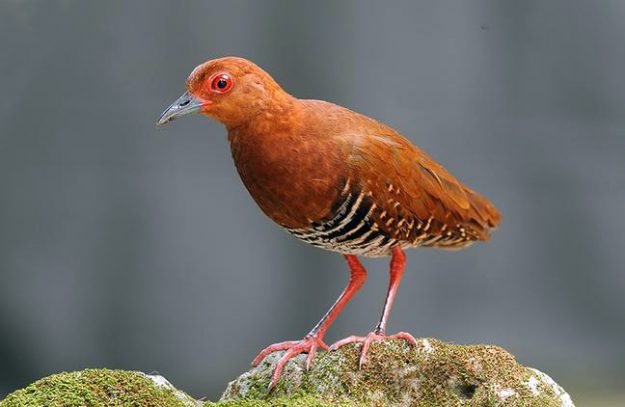red-legged crake dp