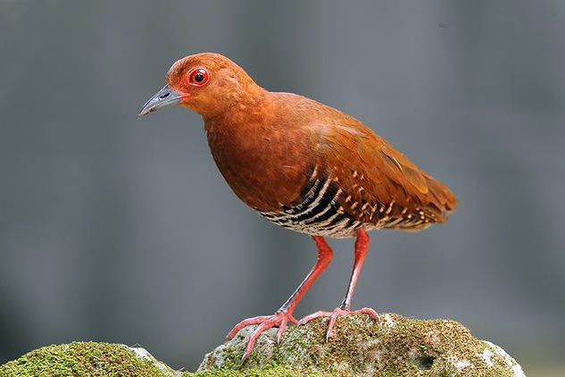 red-legged crake dp