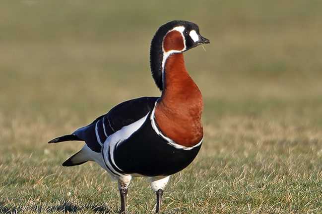 rodhalsadgas_150403_8102