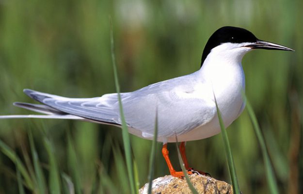 roseate-tern