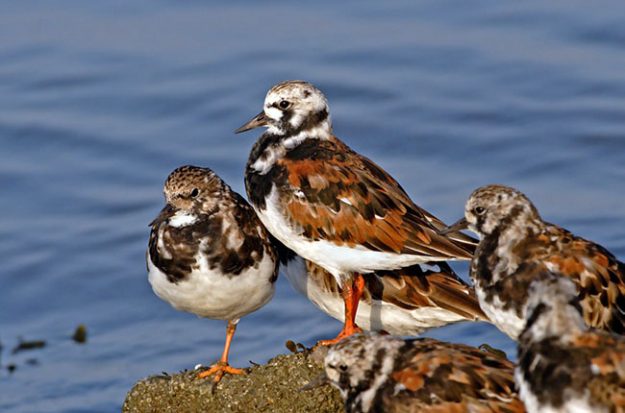 ruddy-turnstone-38513