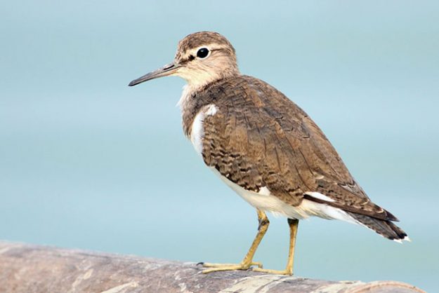 sandpiper_common_winter_thailand_451P5739a
