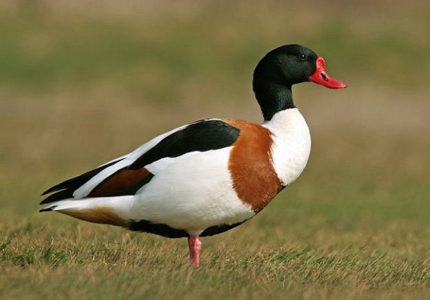 shelduck_m_ad_1b_24032007_aa_copy1