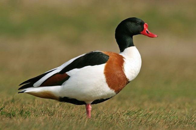shelduck_m_ad_1b_24032007_aa_copy1