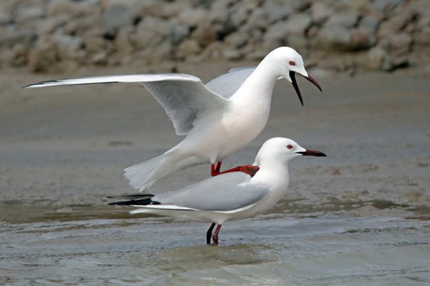 slender-billed-gull-203659