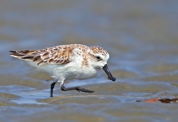 spoonbilledsandpiper2