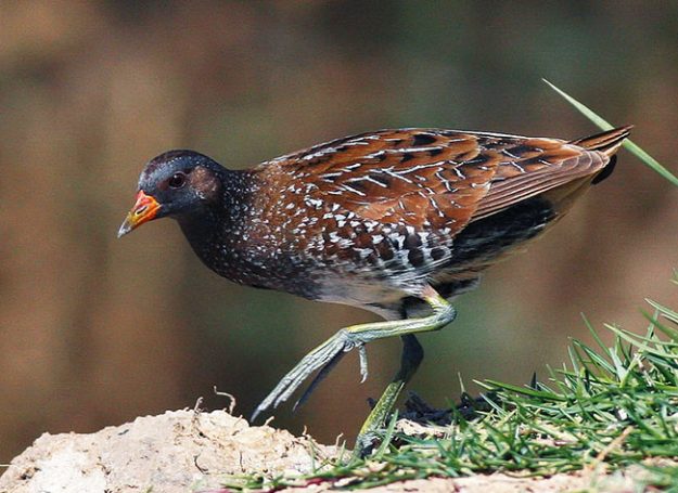 spotted-crake-breeding-plumage-haj