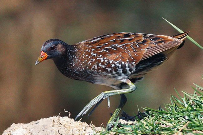 spotted-crake-breeding-plumage-haj