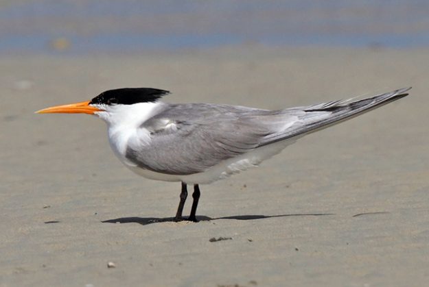 tern_lesser_crested_2013-05-29_IMG_6155