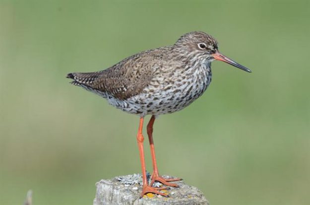 tringa-totanus-00113