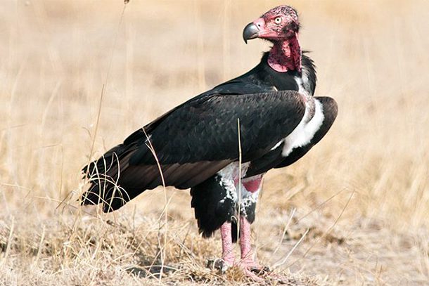 vultureredheaded_1229m