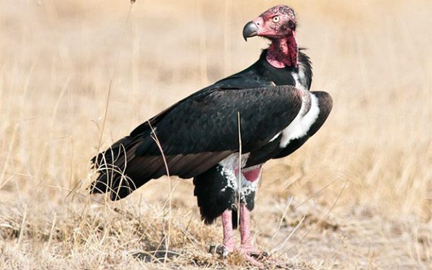 vultureredheaded_1229m