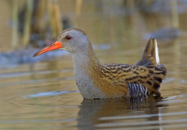 water-rail-141143