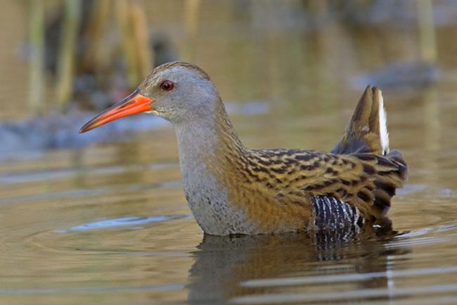 water-rail-141143