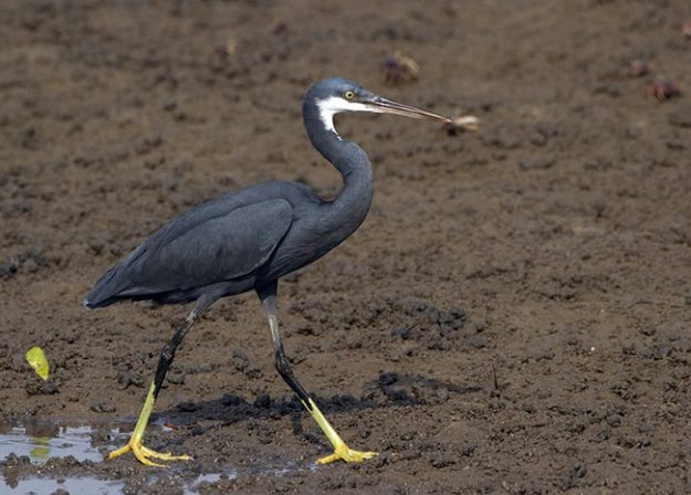 westelijke-rifreiger-western-reef-heron-03