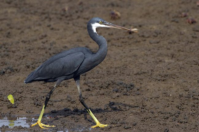 westelijke-rifreiger-western-reef-heron-03