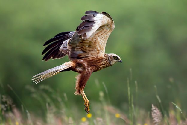 western_marsh_harrier_by_bogdanboev-d5o0tq9