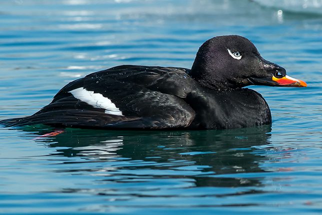 white-winged-scoter-lg