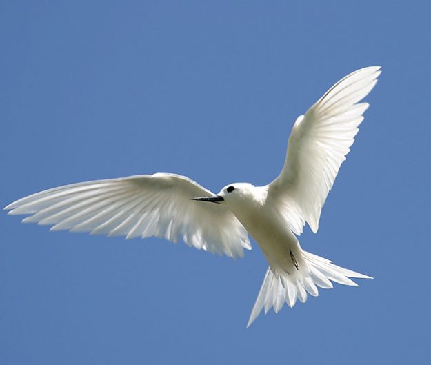 whiteTern