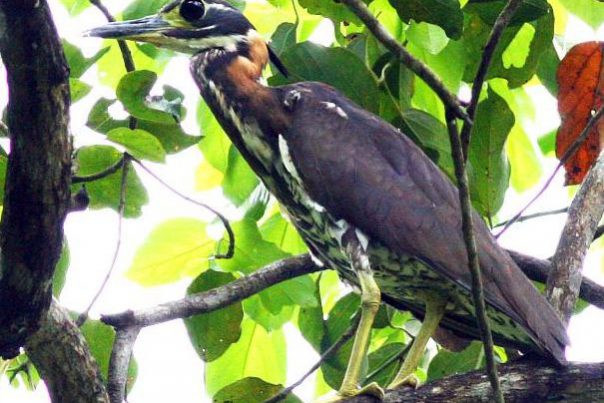 whiteeared_night_heron_adult_1c