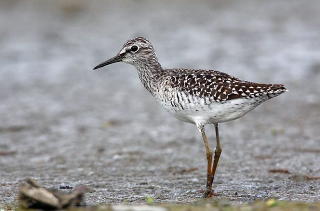 wood-sandpiper-55198