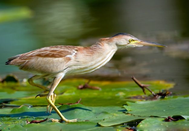 yellow_bittern