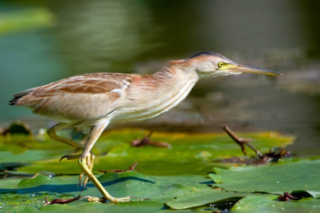 yellow_bittern