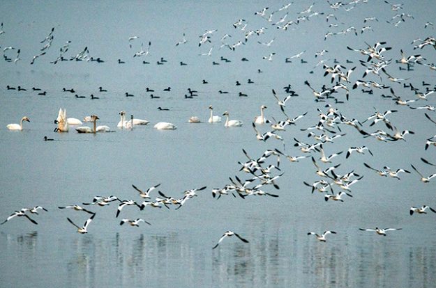 W020161202299375314525