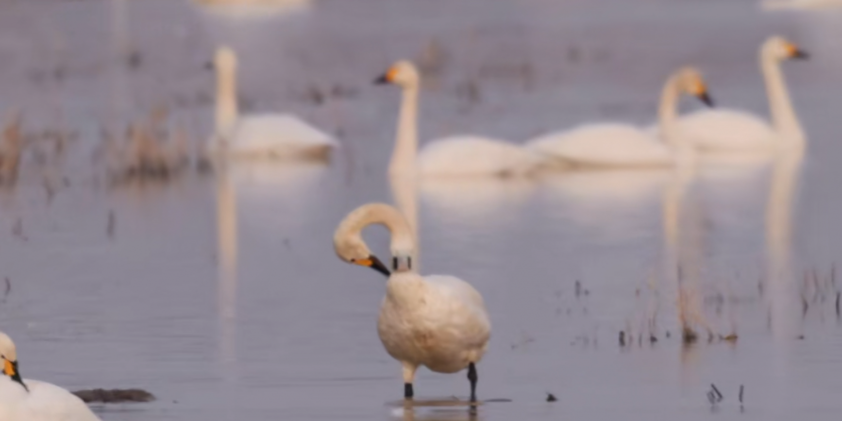 四羽小天鹅的重生之旅 四羽小天鹅的重生之旅