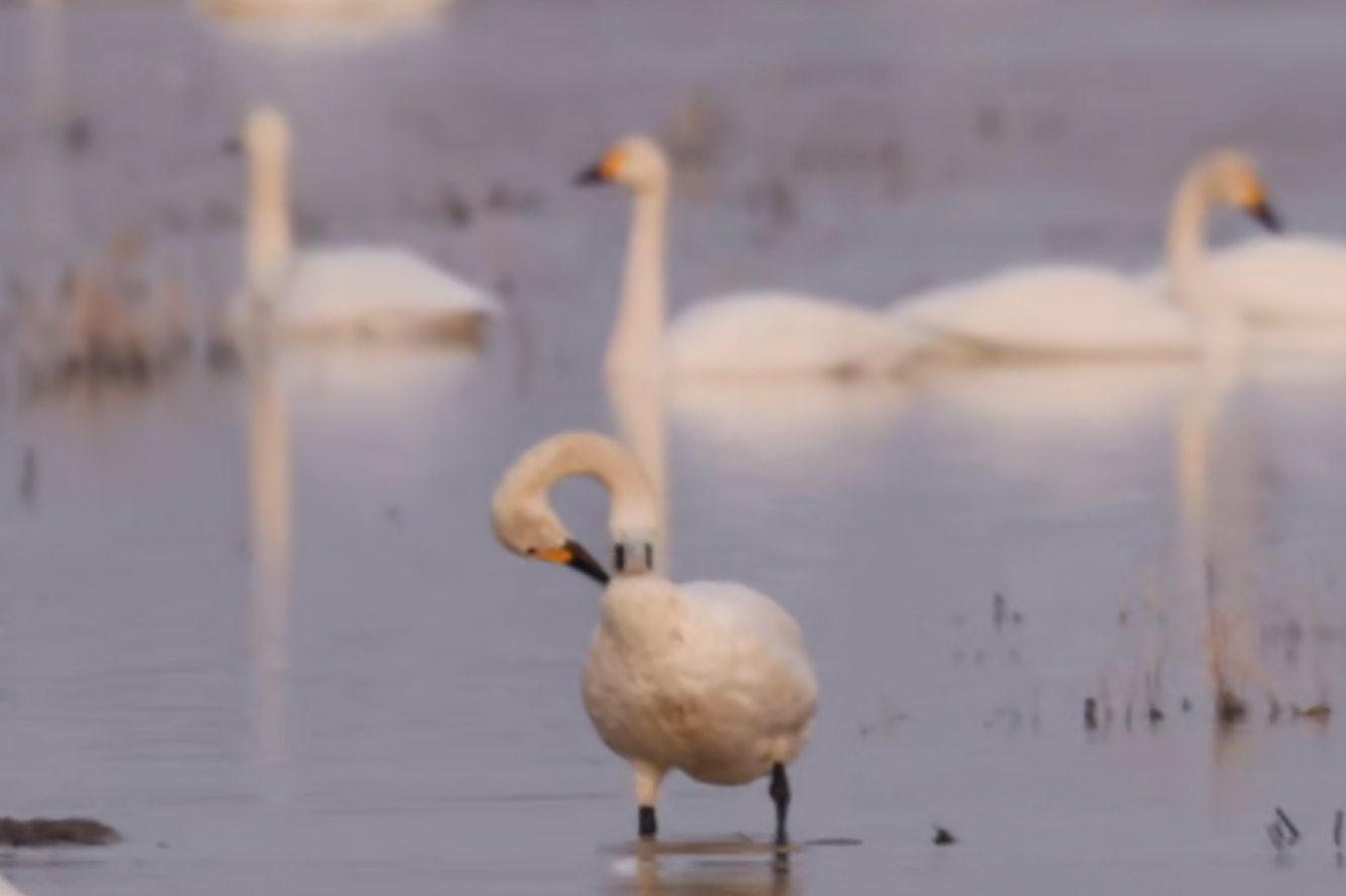 四羽小天鹅的重生之旅